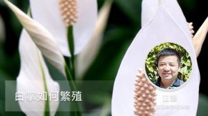 白掌如何繁殖