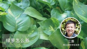 绿萝怎么养