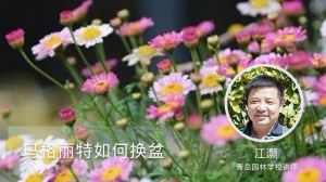 玛格丽特如何换盆