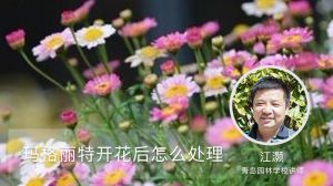 玛格丽特开花后怎么处理