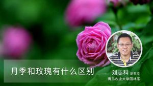 月季和玫瑰有什么区别