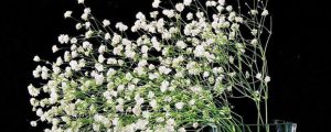 满天星种子种植前需要泡水吗（泡水时长和方法）