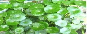 镜面草怎么修剪才好看
