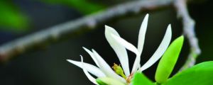 白兰花的功效与作用及食用方法