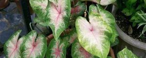 花叶芋怎么养
