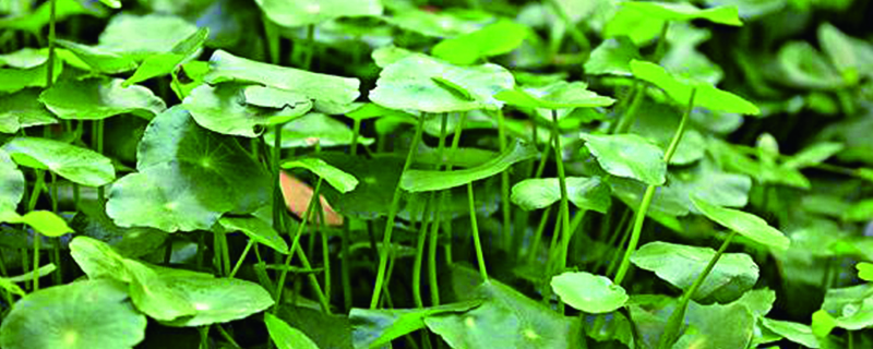 香菇草怎么养 香菇草怎么养