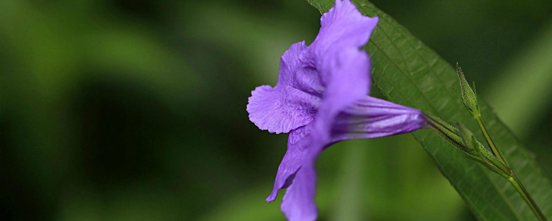 翠芦莉怎么养 翠芦莉怎么养