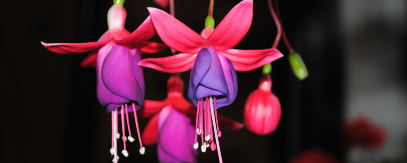 灯笼花怎么养 灯笼花怎么养