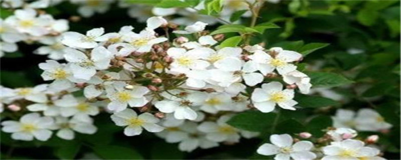 荼靡花该怎么养 荼靡花该怎么养
