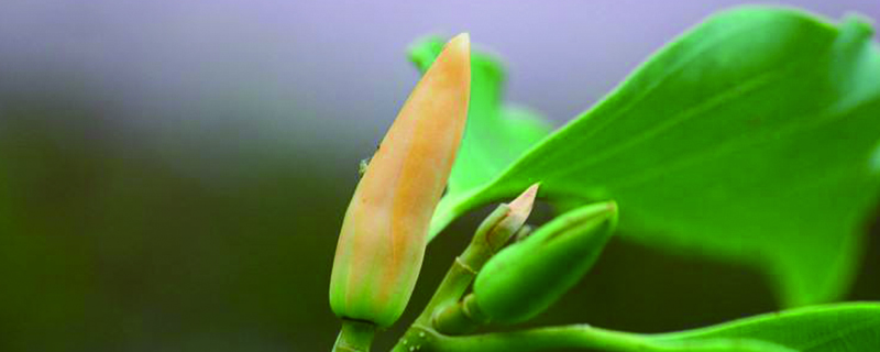 黄兰什么时候开花 黄兰什么时候开花