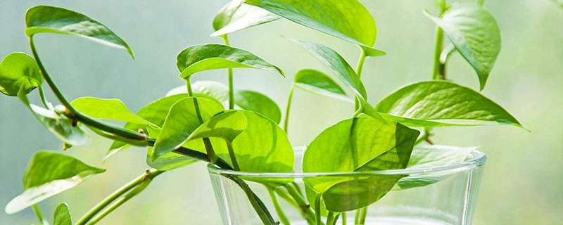 合果芋和绿萝的区别 合果芋和绿萝的区别