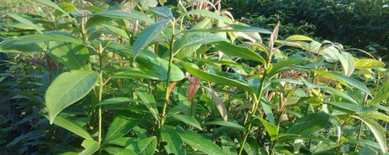 金丝楠木种植条件 金丝楠木种植条件