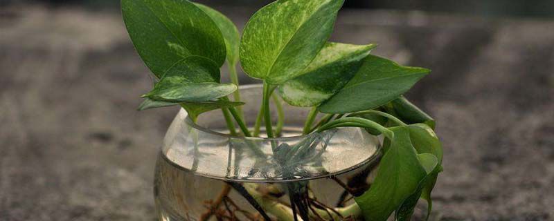 水养植物营养液自制 水养植物营养液自制