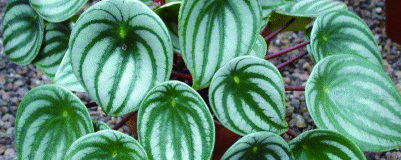 钻石翡翠植物怎样浇水 钻石翡翠植物怎样浇水