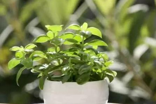这4种漂亮花养家里,浇点水呼呼长,都能养10年! 这4种漂亮花养家里,浇点水呼呼长,都能养10年!