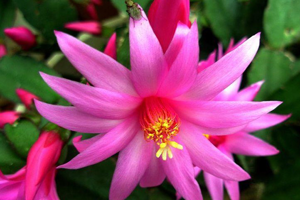 冬天只养这2种“花”,尤其是第2种,零下8℃也能活 冬天只养这2种“花”,尤其是第2种,零下8℃也能活