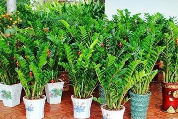 这4种“植物”,常见又好养,1片叶片插土里,30天成盆栽 这4种“植物”,常见又好养,1片叶片插土里,30天成盆栽