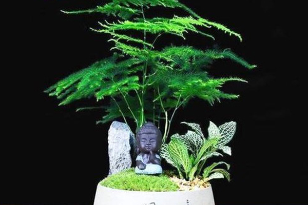 冬天植物“黄叶”别着急,用“它”兑点水,喷在叶子上,几天油亮亮 冬天植物“黄叶”别着急,用“它”兑点水,喷在叶子上,几天油亮亮