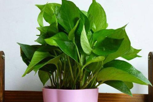 养的花总长不旺?用“它”沤制成肥,叶子茂盛油亮 养的花总长不旺?用“它”沤制成肥,叶子茂盛油亮