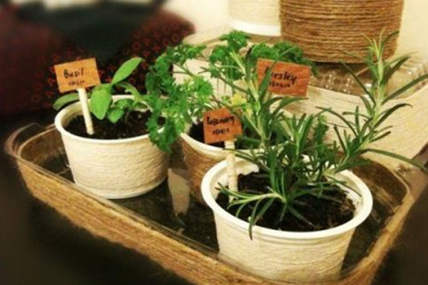 冬天冷飕飕,浇水不注意这3点,植物黄叶、烂根给你看! 冬天冷飕飕,浇水不注意这3点,植物黄叶、烂根给你看!