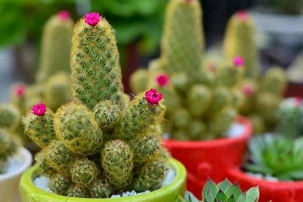 这“3种”水是“复活水”,给花喝上点,黄叶烂根通通消失! 这“3种”水是“复活水”,给花喝上点,黄叶烂根通通消失!