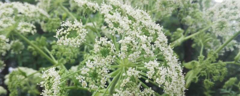 怎样种植白芷 怎样种植白芷