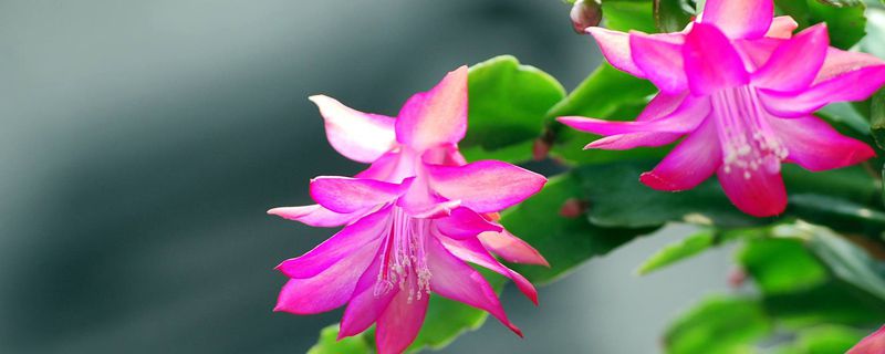 一节蟹爪兰可以扦插吗 一节蟹爪兰可以扦插吗