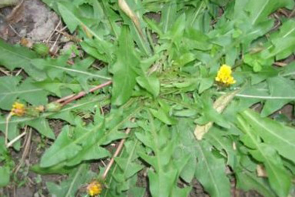 天冷就吃这种“野菜”,种子撒一把,30天长成一盆 天冷就吃这种“野菜”,种子撒一把,30天长成一盆