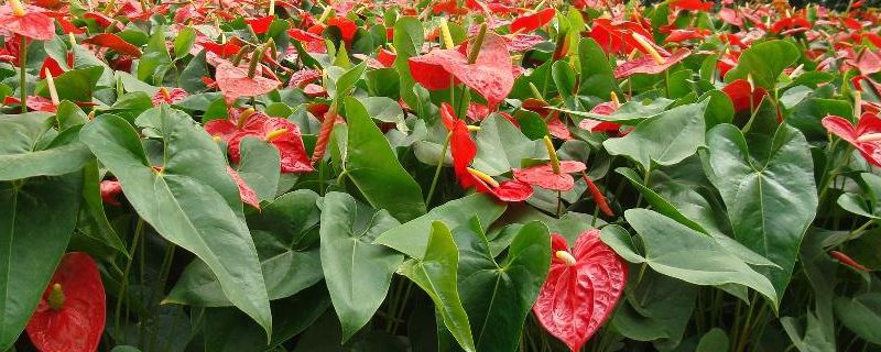 花肥的制作方法 花肥的制作方法