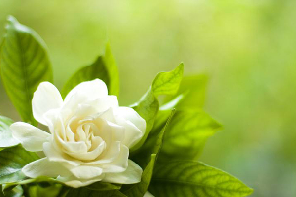 这“4种”花养家里,一年到头“绿油油”,浇点水就能长满盆! 这“4种”花养家里,一年到头“绿油油”,浇点水就能长满盆!