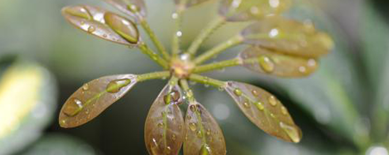 鹅掌木剪枝可以种植吗 鹅掌木剪枝可以种植吗