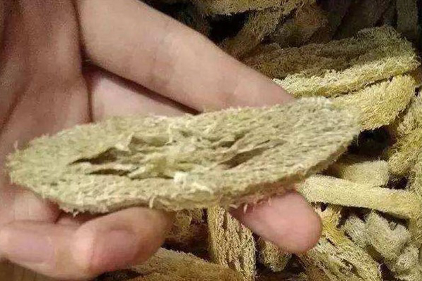处理丝瓜时,“丝瓜瓤”可别扔,晒干后埋土里,养花好东西! 处理丝瓜时,“丝瓜瓤”可别扔,晒干后埋土里,养花好东西!