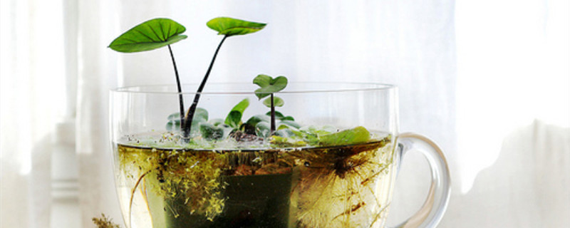 水生植物怎么养 水生植物怎么养