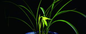兰花的种植方法和技巧