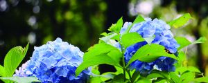绣球花水养注意事项