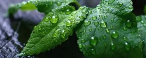 薄荷花怎么养