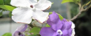 双色茉莉怎么修剪