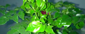 幸福树如何让茎变粗