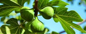 无花果种植条件