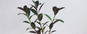 橡皮树的浇水方法