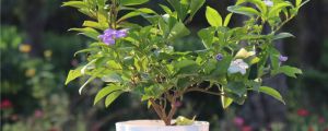 盆栽双色茉莉冬天怎么养