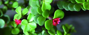 马齿笕树怎么养才开花