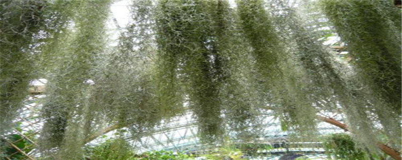 空气草怎么养 空气草怎么养