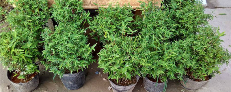 米竹的养殖方法和注意事项 米竹的养殖方法和注意事项
