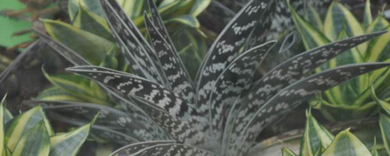 翠花掌的养殖方法 翠花掌的养殖方法