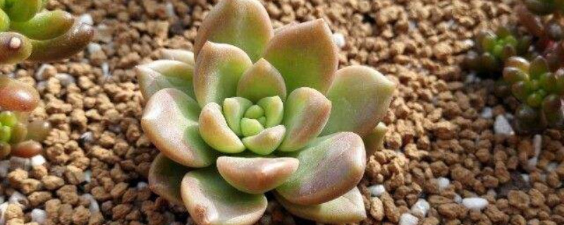 青丽怎么养 青丽怎么养