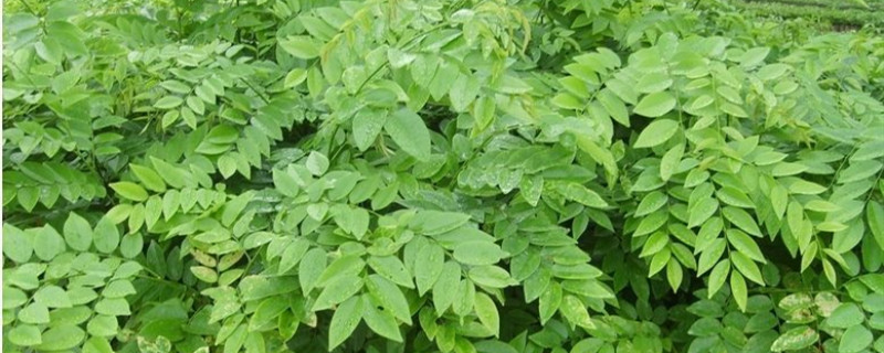 幌伞枫怎么养 幌伞枫怎么养