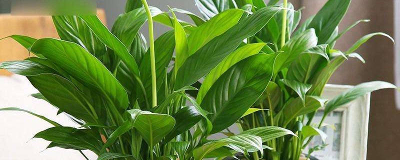 家庭室内植物怎么养 家庭室内植物怎么养