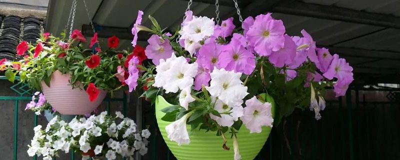 夏天什么花最好养 夏天什么花最好养