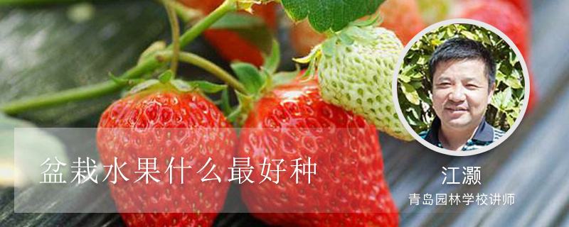 盆栽水果什么最好种 盆栽水果什么最好种